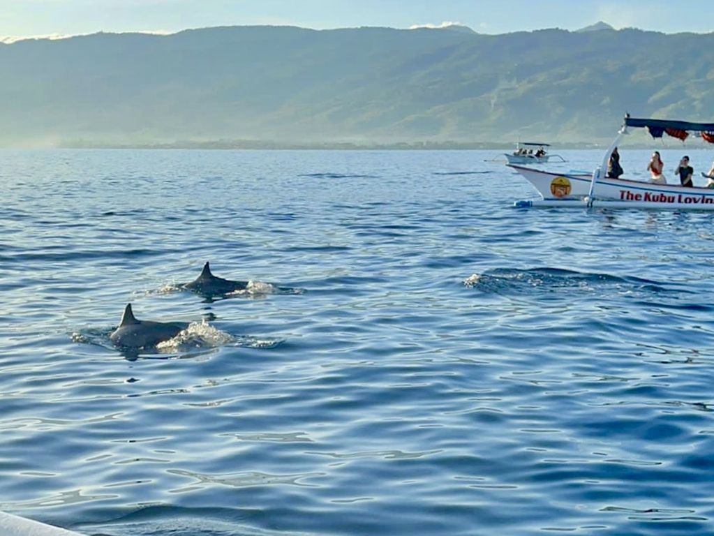 Dolfijnentocht Bali